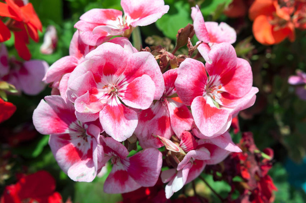 庭の美しい白い赤いペラルゴニウムの花. - 写真・画像