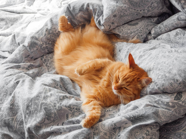 Cute ginger cat lying in bed. Morning bedtime in cozy home. Fluffy pet dozing on blanket. - 写真・画像