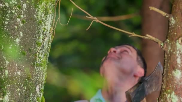 Elder Favágó keres fel, és keresi a legmagasabb lucfenyő fa, és amikor talál egyet, s hajlik a fejét, és élvezi a nyugodt pillanatokat. - Felvétel, videó