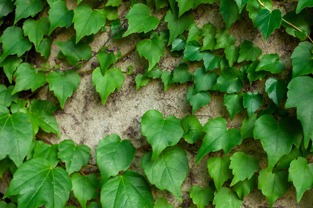 Planta trepadora verde sobre una superficie de piedra gris. Vista de cerca. Fondo natural
 - Foto, Imagen