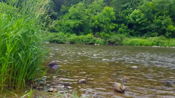 schöner Fluss, der im Sommer von Waldbäumen umgeben ist. Aussichtspunkt vom baumgesäumten Flussufer im Waldgebiet. - Filmmaterial, Video