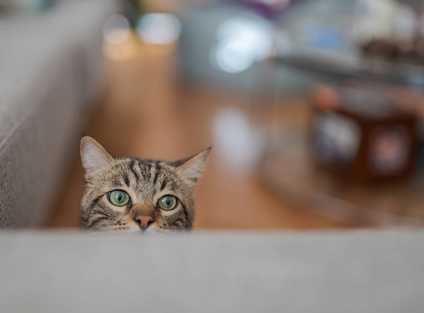 Cute short hair cat looking curious and snooping at home playing hide and seek - Fotografie, Obrázek