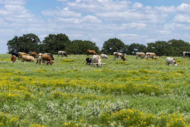 丘の上で放牧ロングホーン牛の群れ - 写真・画像