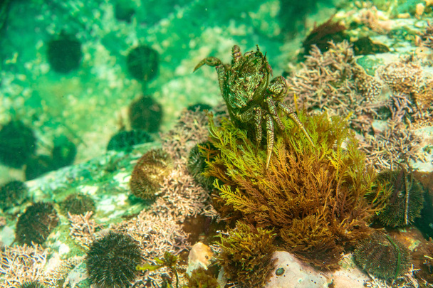Búvárkodás és víz alatti fényképezés, a polip a víz alatt a természetes élőhelyükön. - Fotó, kép