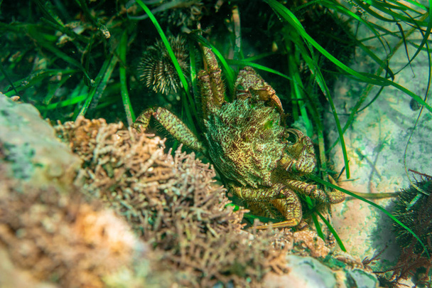 Potápění a podvodní fotografie, chobotnice pod vodou v přirozeném prostředí. - Fotografie, Obrázek