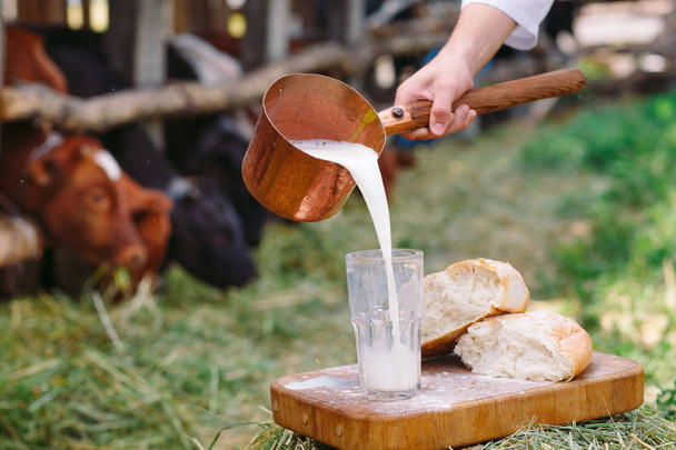 Çiğ süt. Bir adam inekler arka planına karşı süt dökmeye - Fotoğraf, Görsel