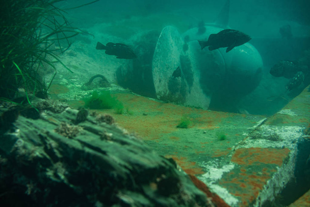 Diving and underwater photography, the ship underwater sunken lies on the ocean floor. - Photo, Image