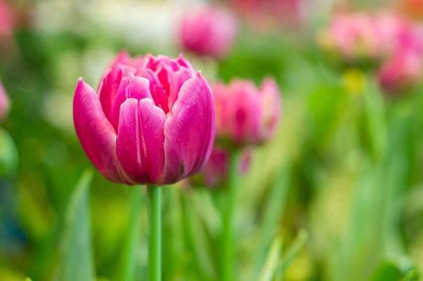 bellissimi tulipani in giardino. - Foto, immagini