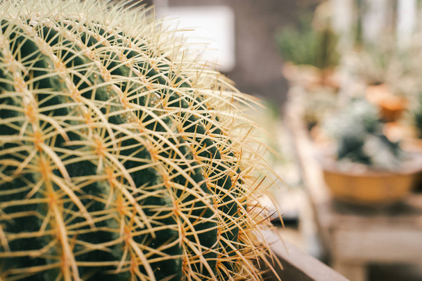 Close-up the thorns of the cactus tree with soft focus.  - Valokuva, kuva