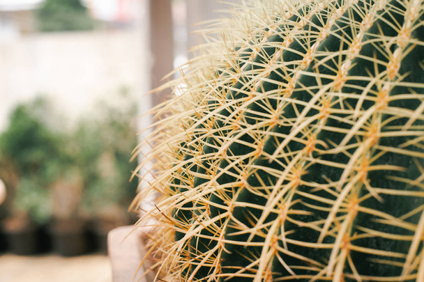 Close-up de doornen van de cactus boom met zachte focus.  - Foto, afbeelding