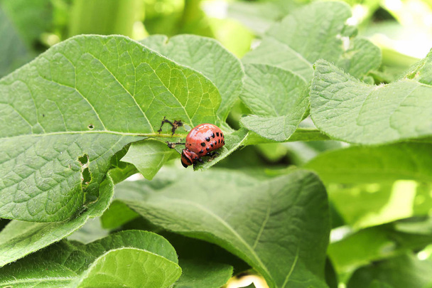 A Colorado Beetle Larva crawling over a leaf - Photo, Image