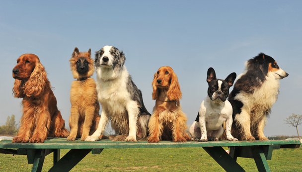 öt kis kutyák - Fotó, kép