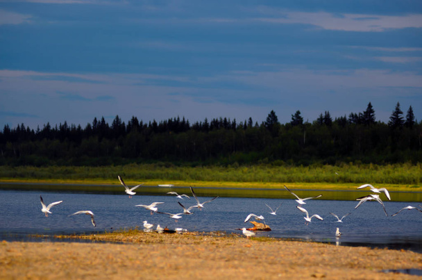 Um bando de pássaros brancos do norte selvagens gaivotas voa para cima acenando suas asas sobre o banco do rio vilyu em Yakutia contra o fundo da floresta de abeto de taiga em uma noite colorida brilhante
. - Foto, Imagem
