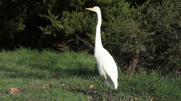 Wielki egret w trawiastej okolicy - Materiał filmowy, wideo