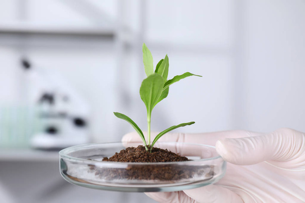 Scientist holding Petri dish with green plant in laboratory, closeup. Biological chemistry - Φωτογραφία, εικόνα
