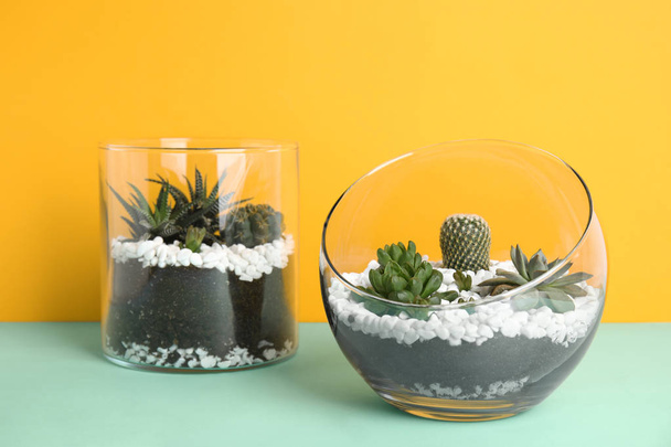 Glass florariums with different succulents on color background - Foto, afbeelding