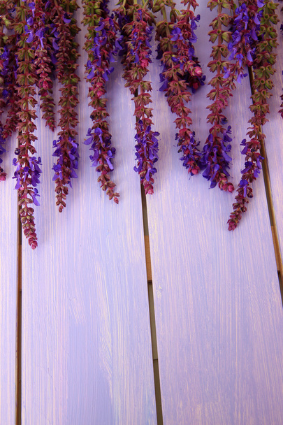 Salvia flowers on purple wooden background - Photo, Image