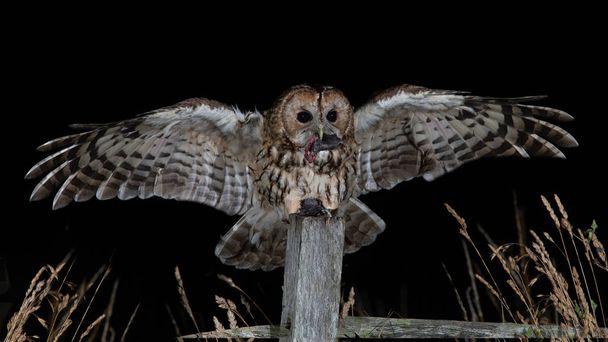 Крупный план совы с добычей в клюве, приземляющейся на столб ночью с раскинутыми крыльями
 - Фото, изображение