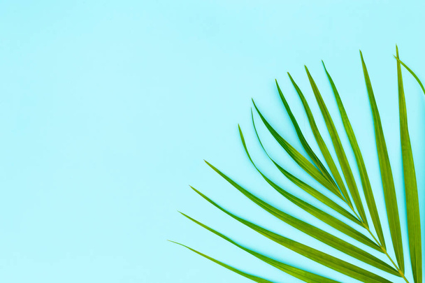Green leaves of palm tree on blue background,  - Fotoğraf, Görsel