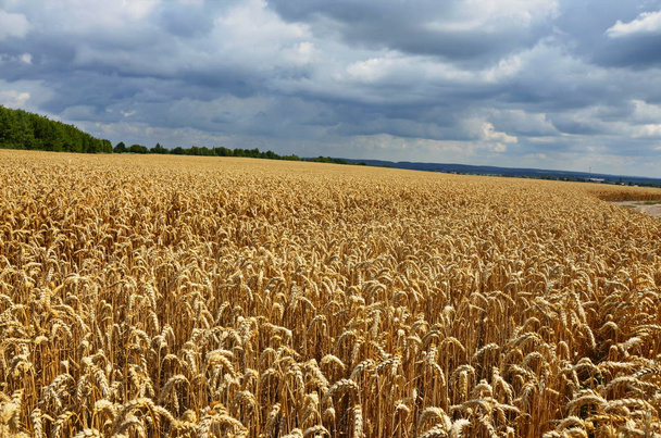 Пшеничне поле в сонячний день
. - Фото, зображення