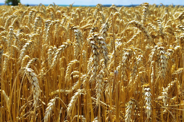 Пшеничне поле в сонячний день
. - Фото, зображення