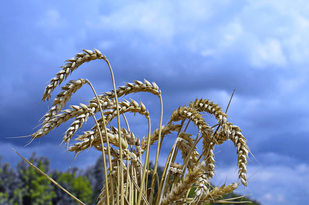 El campo de trigo en un día soleado
. - Foto, Imagen