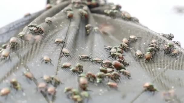 Inwazja owadów: Popillia japonica na pułapce na owady - Materiał filmowy, wideo