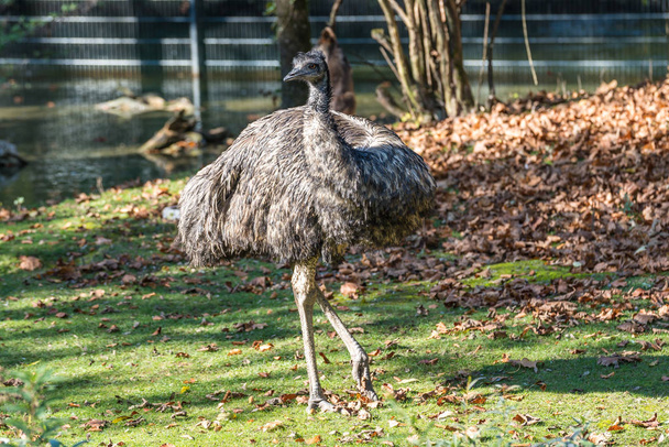 Emu, Dromaius novaehollandiae standing in grass in its habitat - Zdjęcie, obraz