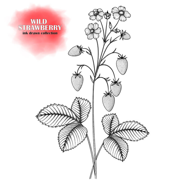 Flores, hojas y bayas de una fresa dibujada a mano. Una imagen dibujada con tinta. Vector EPS 10
. - Vector, Imagen
