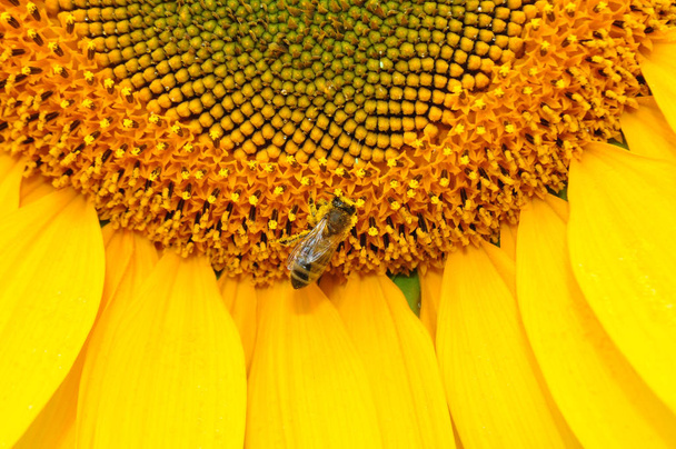 Цвітіння соняшнику в природному середовищі, крупним планом
 - Фото, зображення