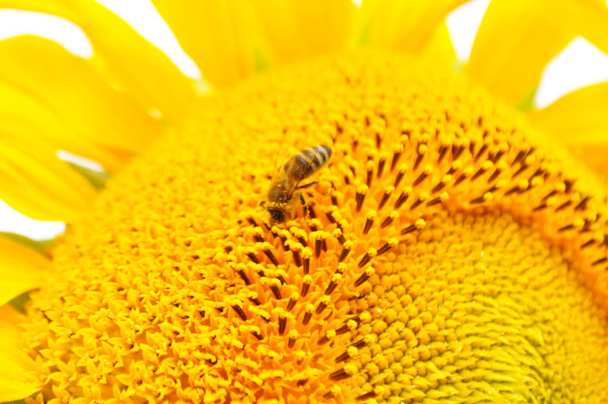 Blooming sunflower in natural environment, close-up - Photo, Image
