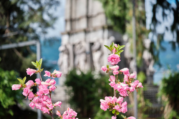 Ροζ λουλούδια Azalea κοντά - Φωτογραφία, εικόνα