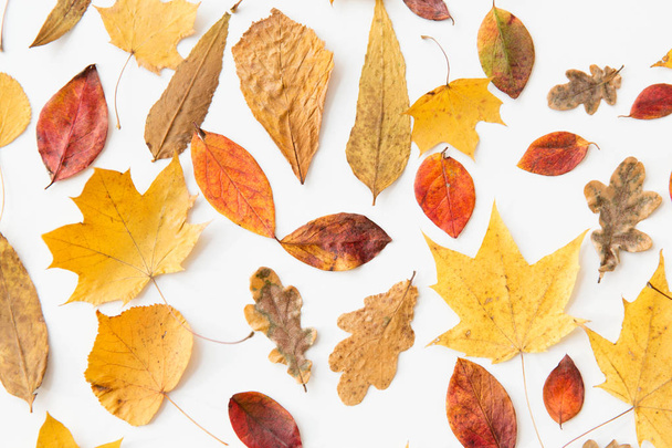dry fallen autumn leaves on white background - Photo, image