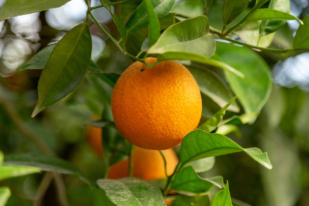 Oranje tuin. Close-up op een rijp oranje opknoping uit op een boom br - Foto, afbeelding