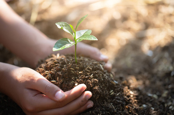 Small seedlings that grow in human hands, plant trees to reduce  - Zdjęcie, obraz
