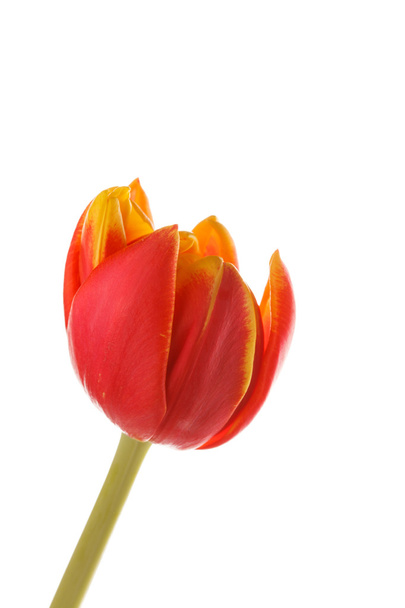 Nice tulip - Foto, imagen