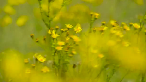 Sarı çiçekler ile vahşi çim-güzel yaz manzara - Video, Çekim