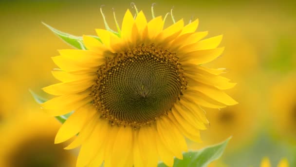 Napraforgó mező-fényes sárga virágok, gyönyörű nyári táj - Felvétel, videó
