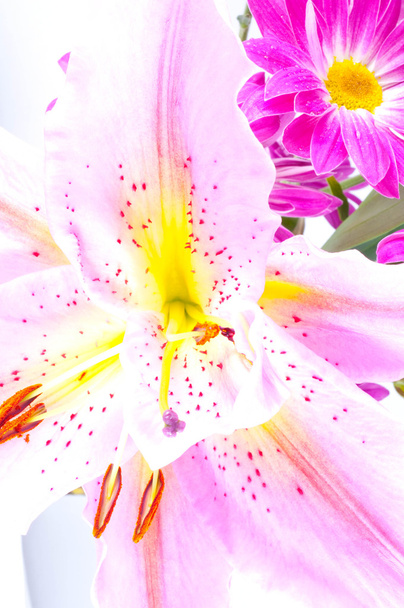 Tropical pink lily - Foto, Imagen
