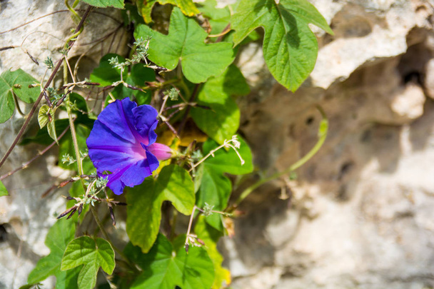 Beautiful blue flower on bright rocky background with room for copy on the right. - Photo, Image