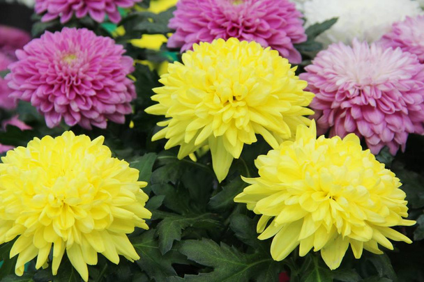 Άστερ λουλούδια κίτρινο και ροζ χρώμα. Ποικιλία της επιλογής των ανθισμένων αστέρες στο κατάστημα για τον κήπο - Φωτογραφία, εικόνα
