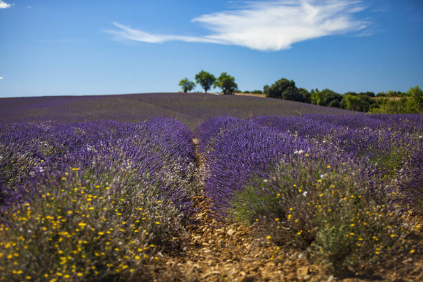 lavender fields in Valensole, Provence, - Foto, afbeelding