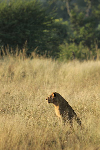 eenzame jonge leeuw bij zonsondergang - Foto, afbeelding