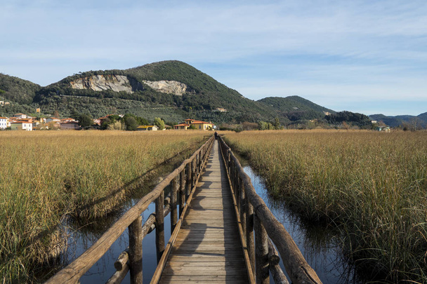 glimpses of the lake of Massaciuccoli, Tuscany. - Photo, Image