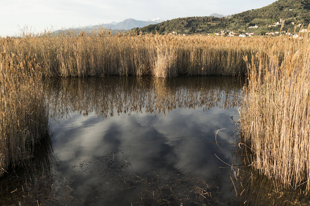 ματιές της λίμνης Massaciuccoli, Τοσκάνη. - Φωτογραφία, εικόνα