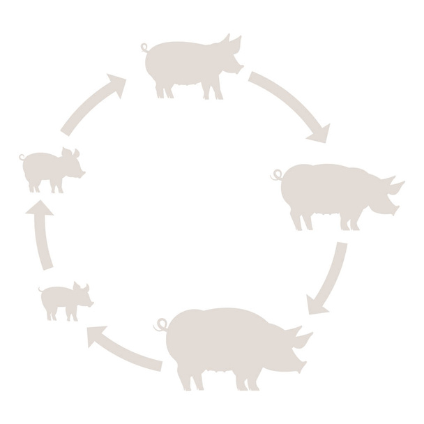 Round Stages of pig growth silhouette set. Pork production. Pig farm. Piglet grow up animation circle progression. Outline line contour vector icon flat illustration. - Vector, Image