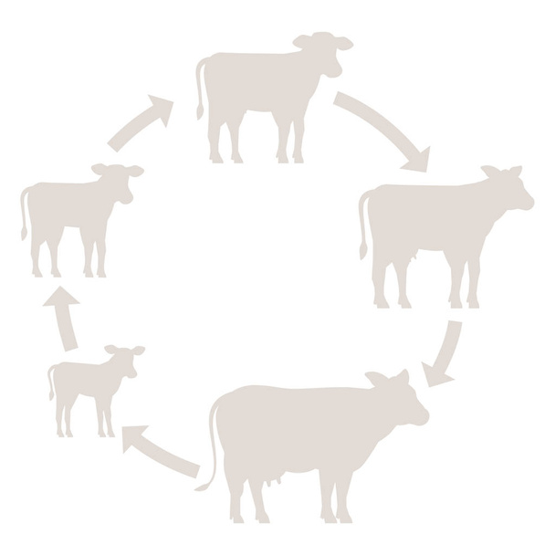 Набор круглых стадий роста коров. Молочная ферма. Разведение коровы. Говядина производства. Разведение скота. Телёнок растёт в анимационном кругу. Силуэт-вектор
. - Вектор,изображение
