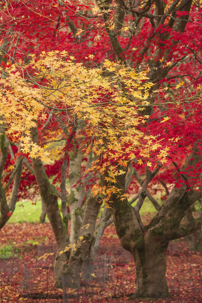 Hermoso colorido vibrante rojo y amarillo arce japonés árboles i
 - Foto, Imagen
