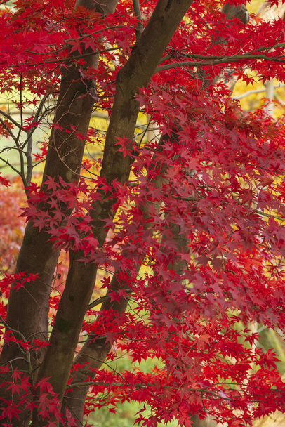 美しいカラフルな鮮やかな赤と黄色日本カエデの木は私 - 写真・画像