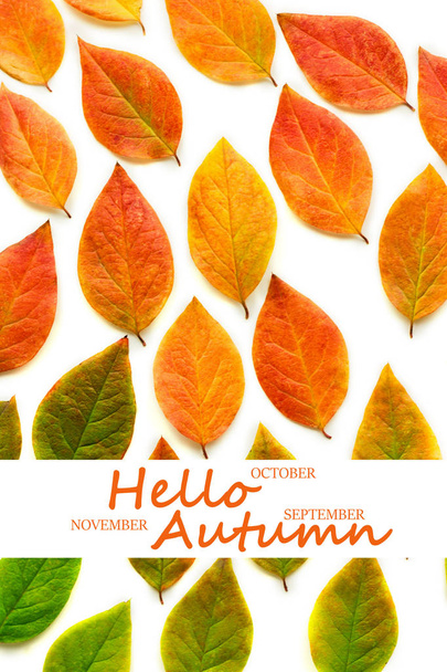 Vícebarevné suché podzimní listy na bílém pozadí. - Fotografie, Obrázek